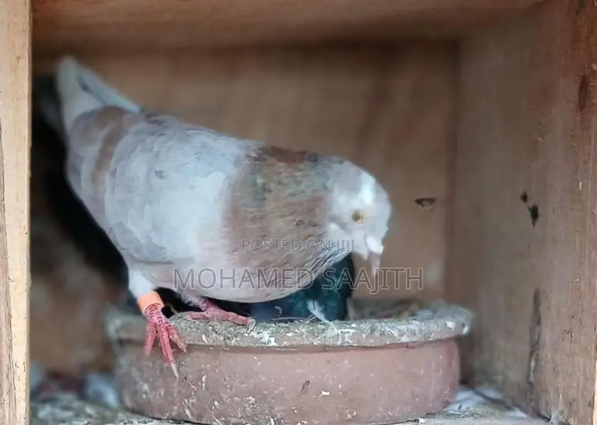 Pigeons