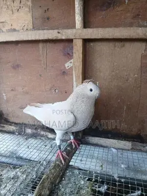 Pigeons