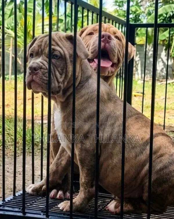 American Bully Puppies