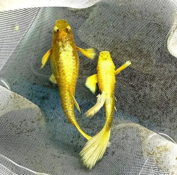ගප්පි - 24K Full Gold Guppy