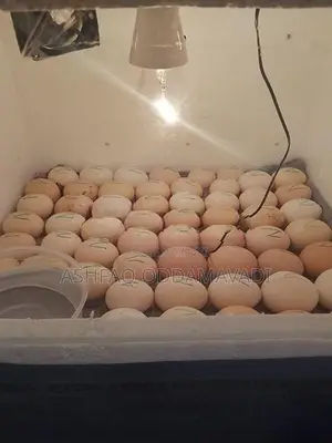 முட்டை அடைவைக்கும் மெசின்