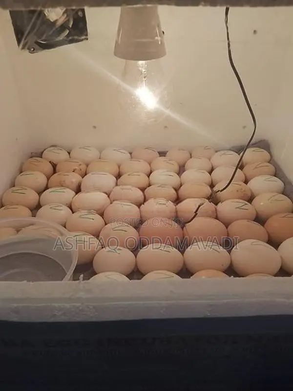 முட்டை அடைவைக்கும் மெசின்