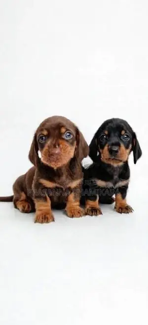 Dachshund Puppies