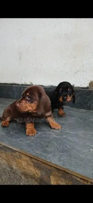 Dachshund Puppies