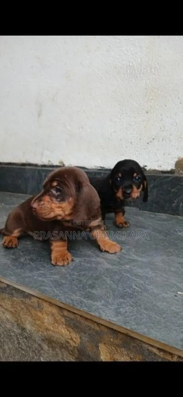 Dachshund Puppies