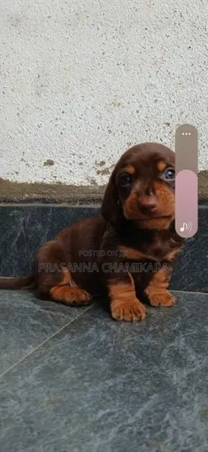 Dachshund Puppies