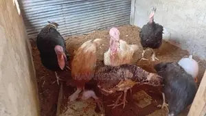 Turkey
