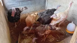 Turkey