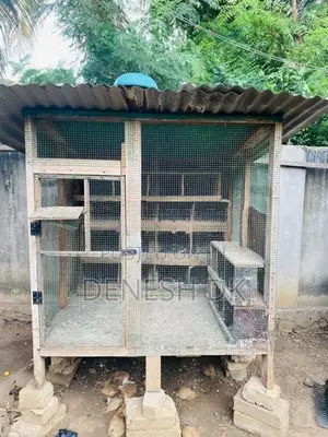 Pigeon Cage