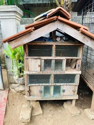 Pigeon Cage