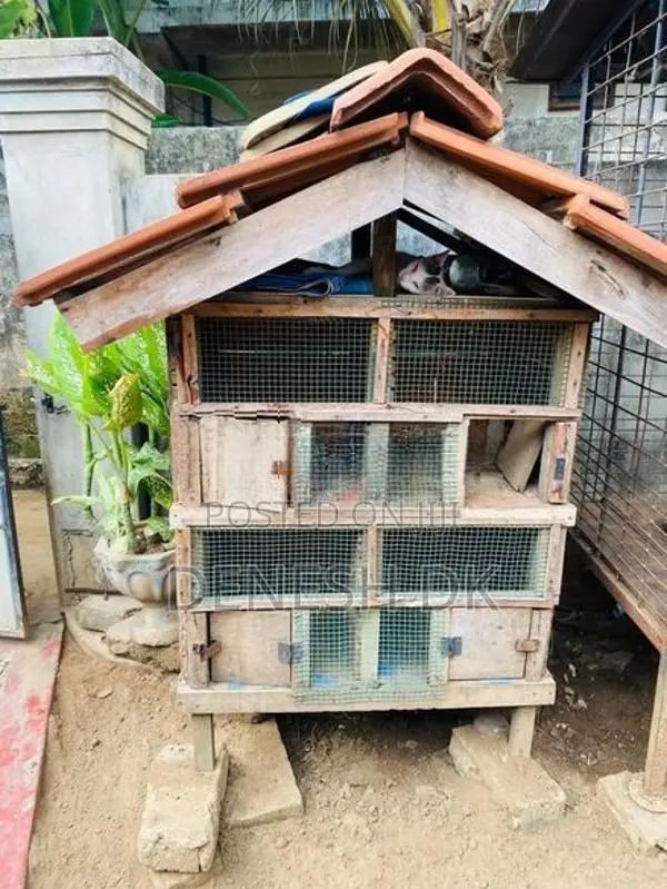 Pigeon Cage