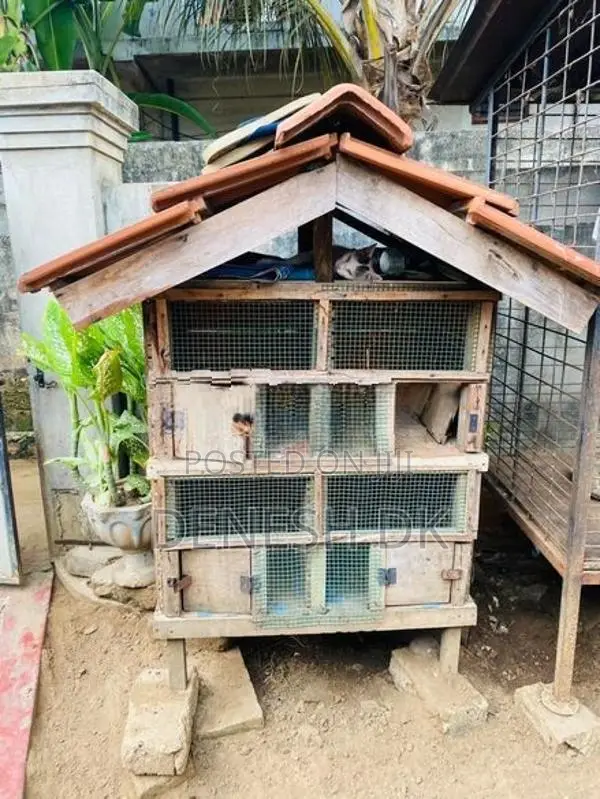 Pigeon Cage