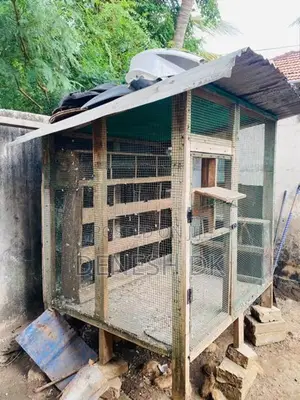Pigeon Cage