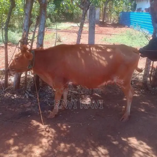 Farm Cow