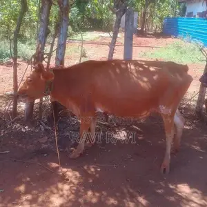 Farm Cow