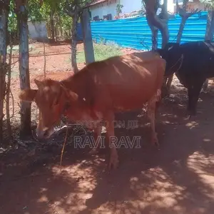 Farm Cow
