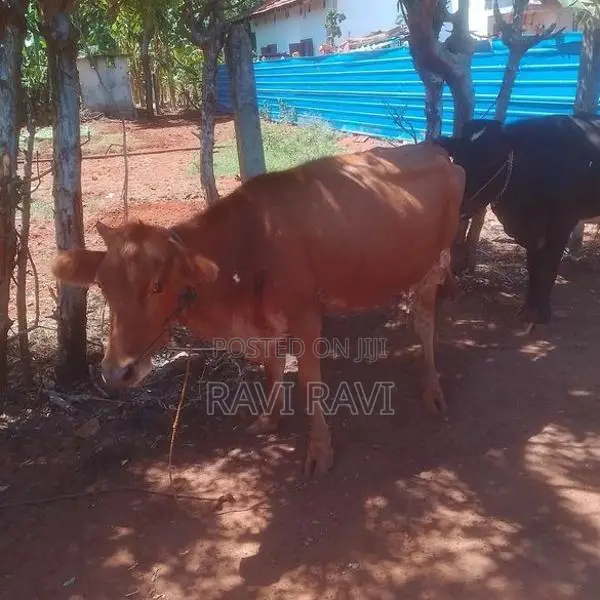 Farm Cow