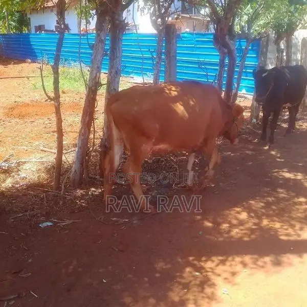 Farm Cow