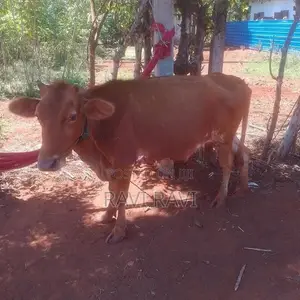 Farm Cow
