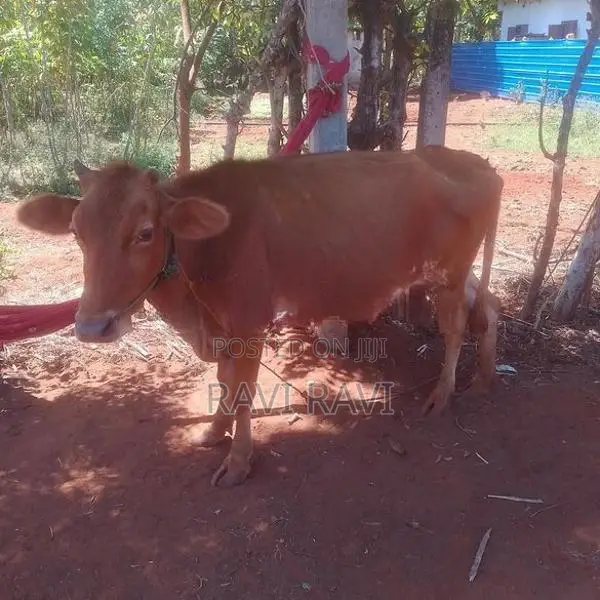 Farm Cow