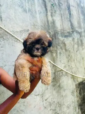 Shih Tzu Puppy