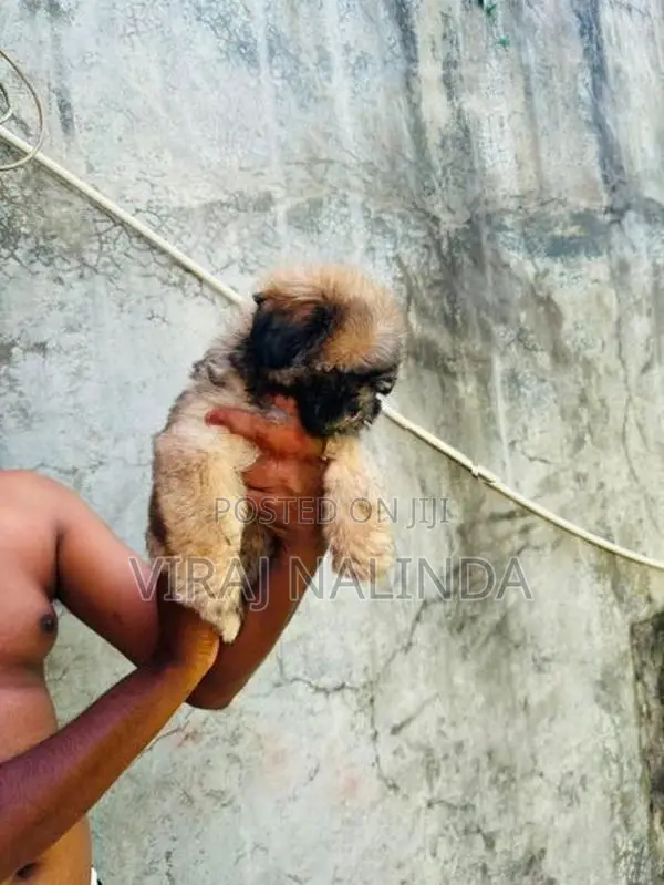Shih Tzu Puppy