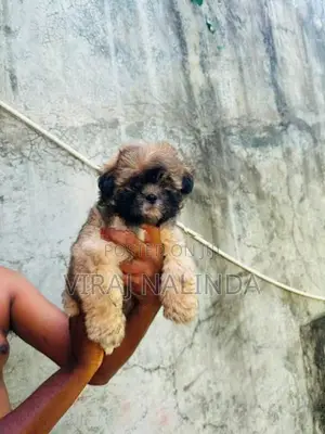 Shih Tzu Puppy
