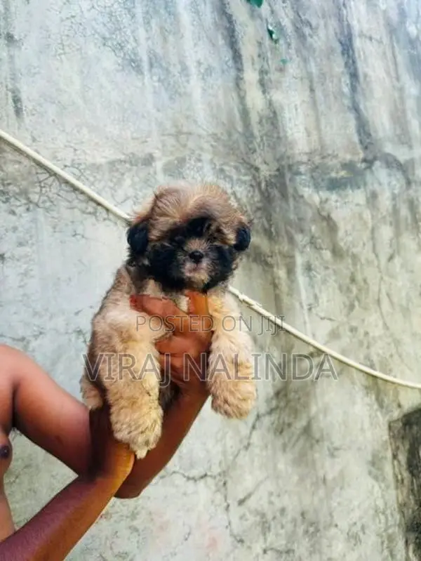 Shih Tzu Puppy