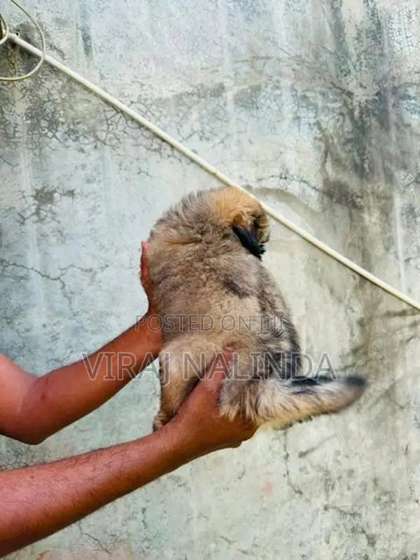 Shih Tzu Puppy