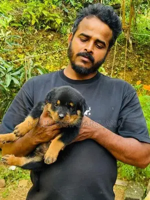 රොට්වයලට්
