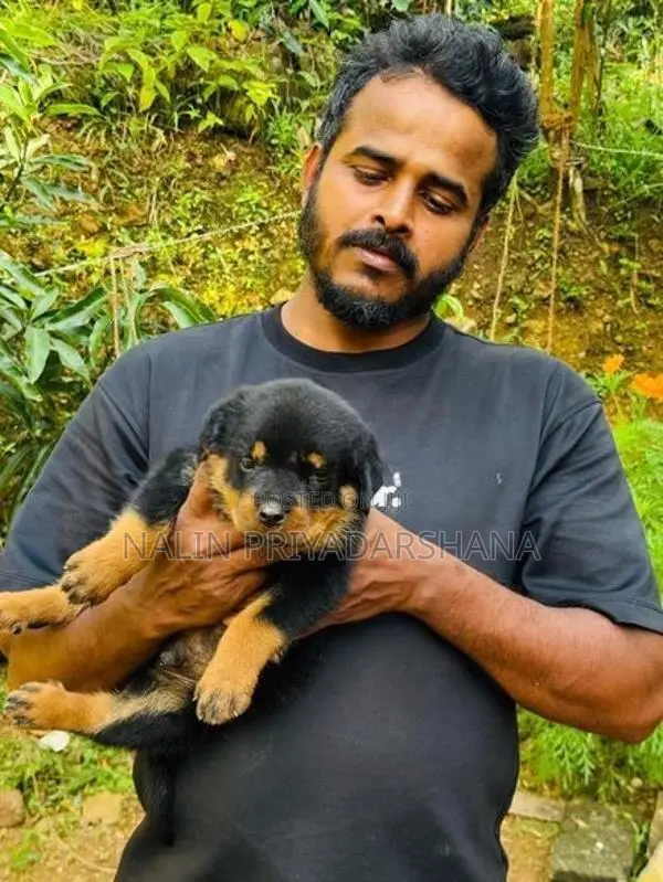 රොට්වයලට්