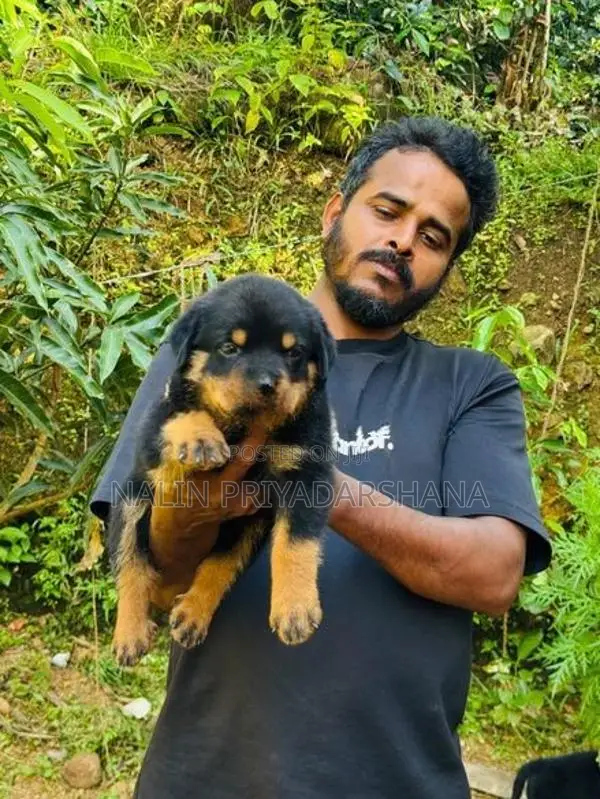 රොට්වයලට්