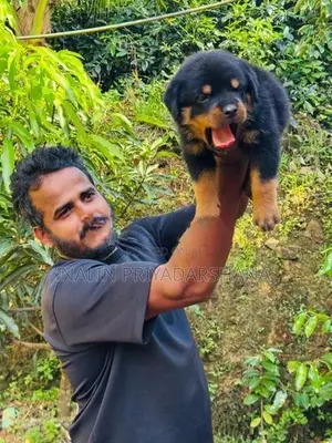 රොට්වයලට්