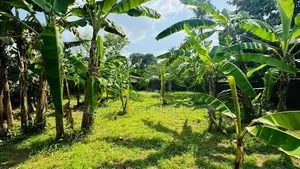 Valuable Land for Sale in Makola Kiribathgoda