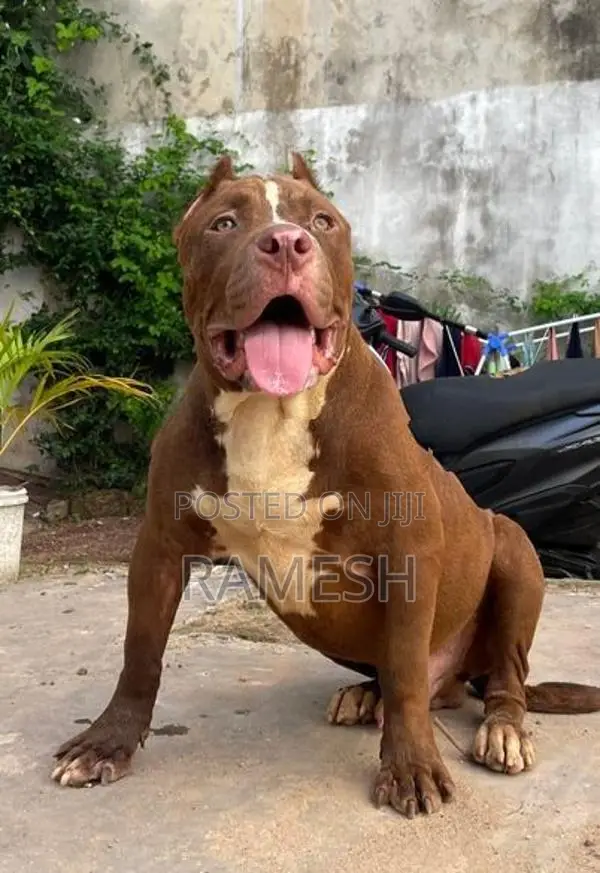 American Bully XL Puppy