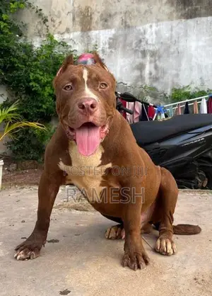 American Bully XL Puppy