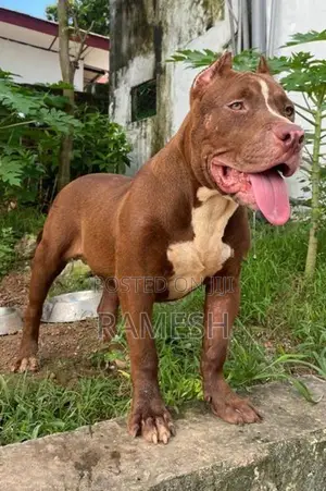 American Bully XL Puppy