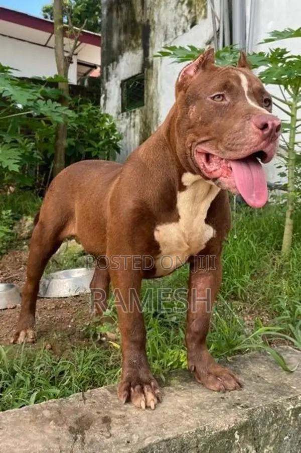 American Bully XL Puppy
