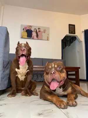 American Bully XL Puppy