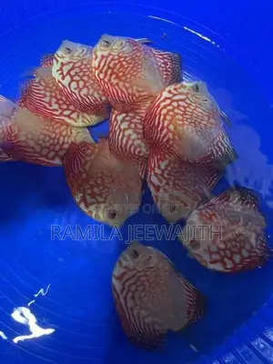 Discuss Fish