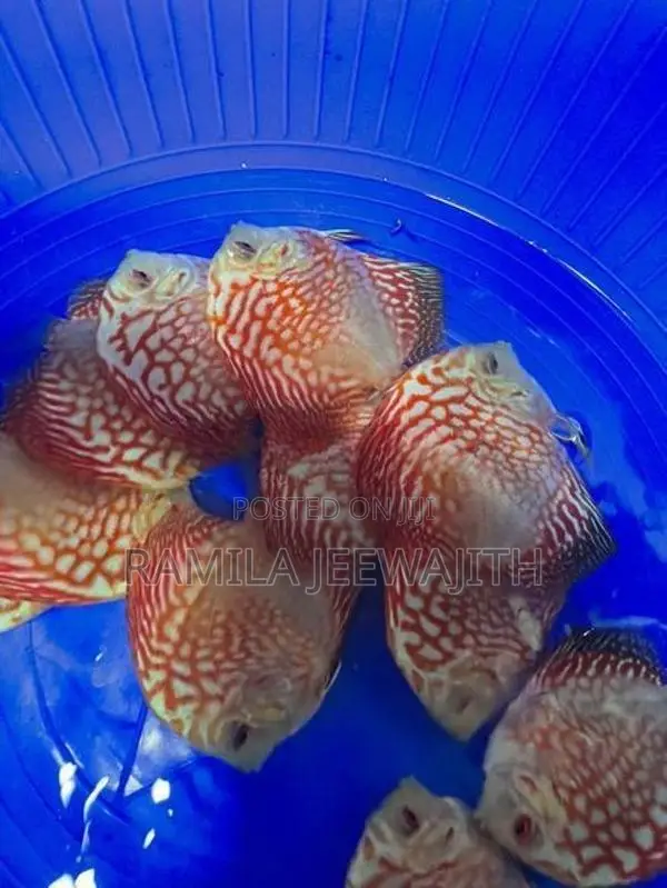Discuss Fish