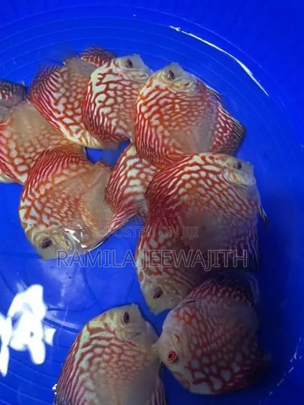 Discuss Fish