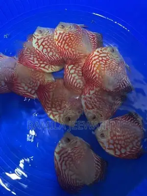 Discuss Fish