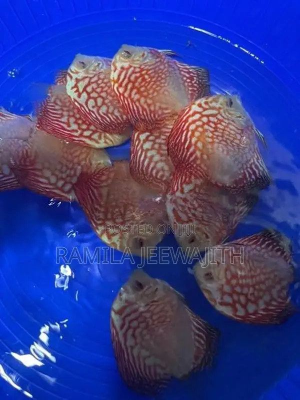 Discuss Fish