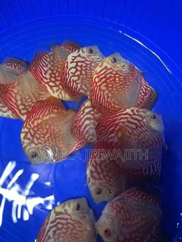 Discuss Fish