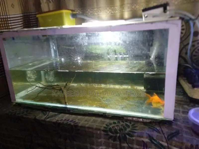 Fish Tank