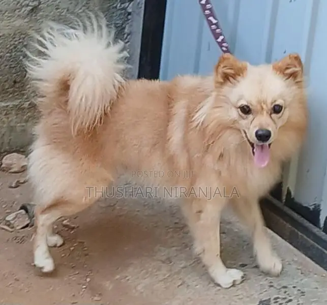 පොමනෙරියන් බලු පැටව් .