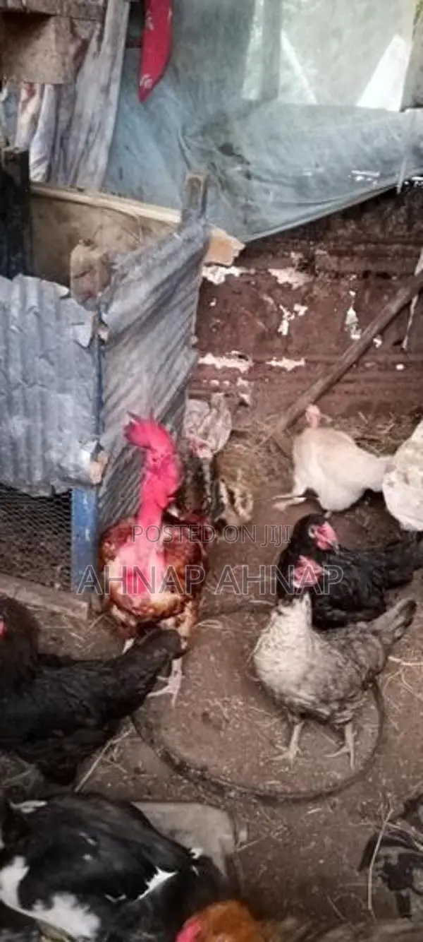 Farm Hens