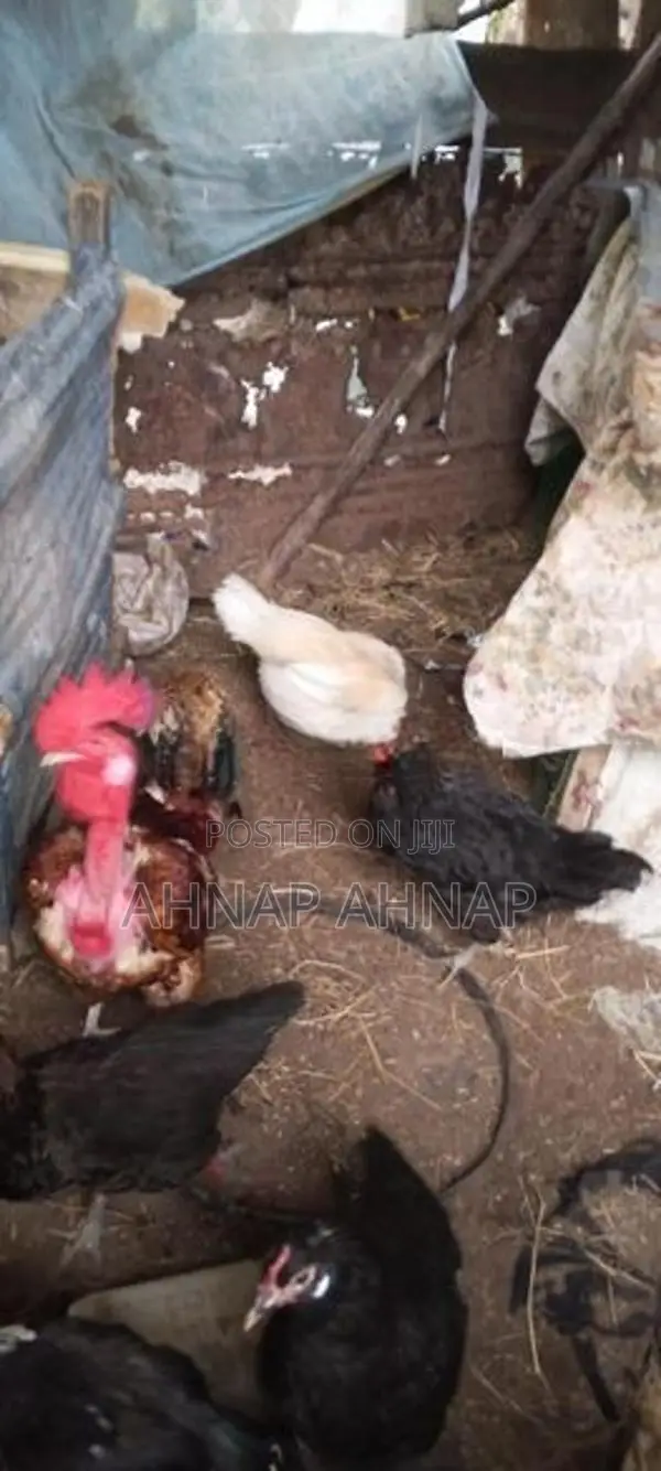 Farm Hens