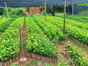 Tea Plant